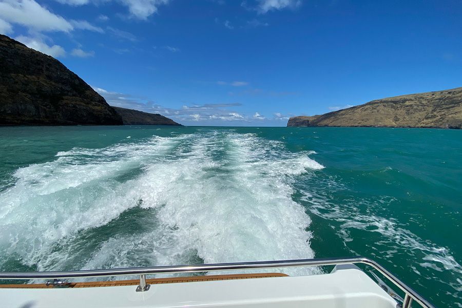 Akaroa Boat Trip Dolphin Spotting