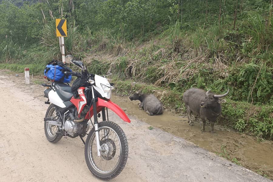 Red Honda Motorcyle on Dirt Trail with Rams sat on the side of the road