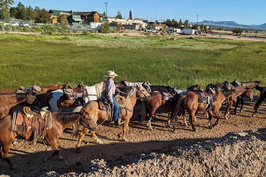 Tourist Ranch Horses Bryce Canyon USA